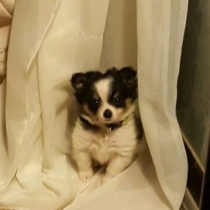 Meet your Posher, Dane